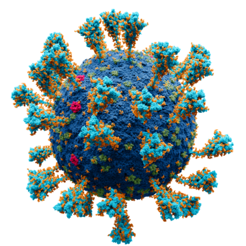 Coronavirus von https://commons.wikimedia.org/wiki/File:Coronavirus._SARS-CoV-2.png